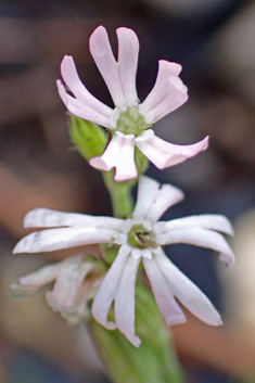 Nocturnal Catchfly