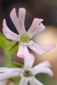 Nocturnal Catchfly