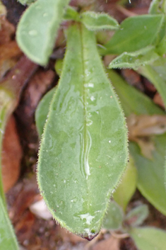 Nocturnal Catchfly