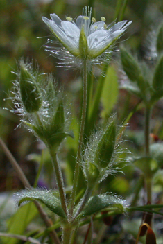 Illyrian Mouse-ear