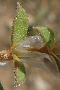 Capitate Nailwort