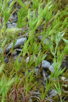 Mediterranean Sandwort