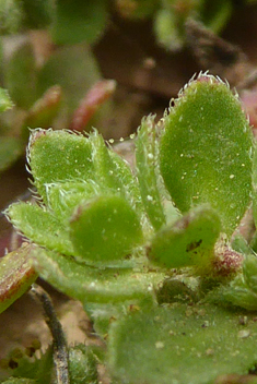 Parnassus Rupturewort