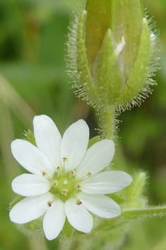 Sticky Chickweed