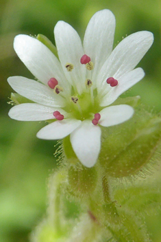 Sticky Chickweed