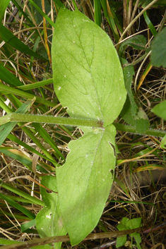 Sticky Chickweed