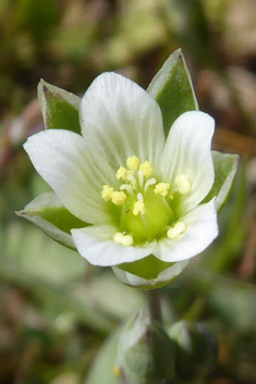 Greek Upright-chickweed