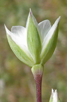 Greek Upright-chickweed