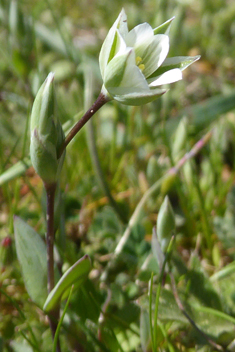 Greek Upright-chickweed