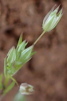 Mediterranean Sandwort