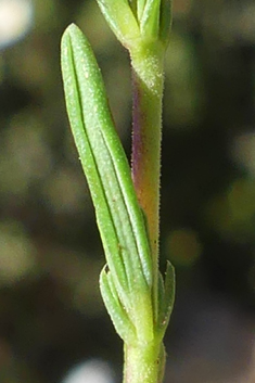 Thyme-leaved Fumana