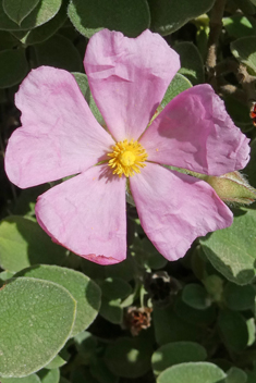 Small-flowered Rock-rose