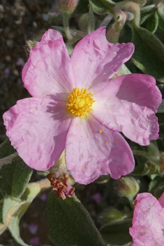 Small-flowered Rock-rose