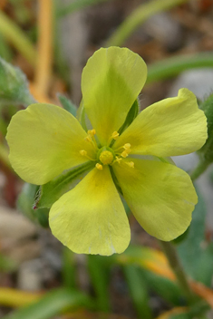 Willow-leaved Rock-rose