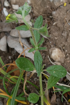 Willow-leaved Rock-rose
