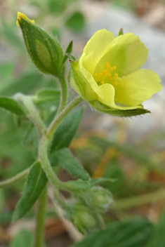 Willow-leaved Rock-rose