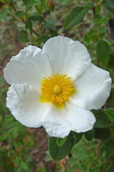 Sage-leaved Rock-rose