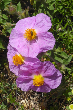 Cretan Rock-rose