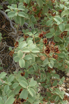 Small-flowered Rock-rose