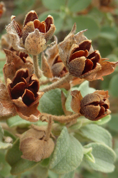 Small-flowered Rock-rose