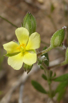 Willow-leaved Rock-rose