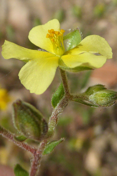 Willow-leaved Rock-rose