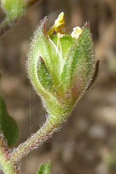 Willow-leaved Rock-rose