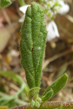 Willow-leaved Rock-rose