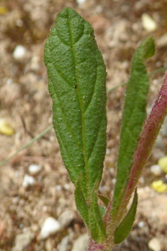 Willow-leaved Rock-rose