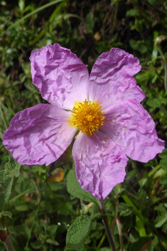 Cretan Rock-rose