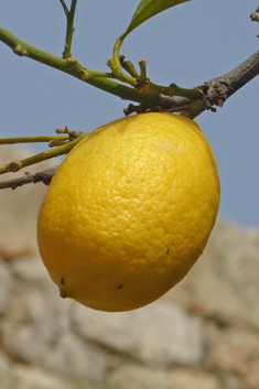 Lemon