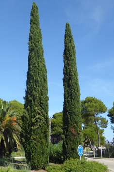 Italian Cypress