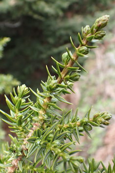 Syrian Juniper