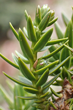 Syrian Juniper