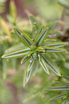 Syrian Juniper