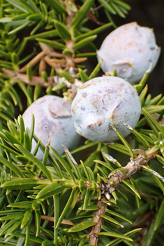 Syrian Juniper