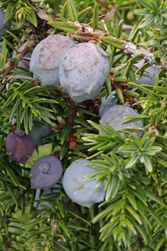 Syrian Juniper