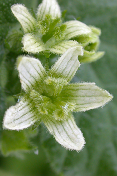 White Bryony