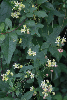 White Bryony