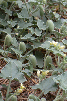 Squirting Cucumber