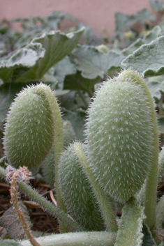 Squirting Cucumber