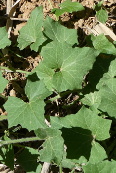 Black-fruited Bryony