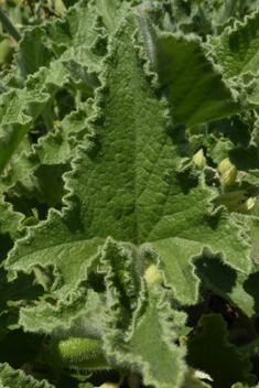 Squirting Cucumber