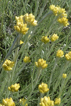 Scentless Curry-plant