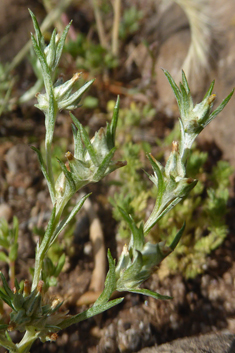 Narrow-leaved Cudweed