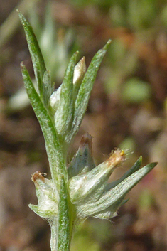 Narrow-leaved Cudweed