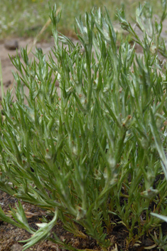 Narrow-leaved Cudweed