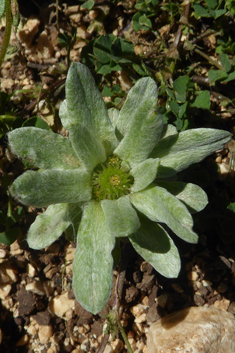 Pygmy Cudweed