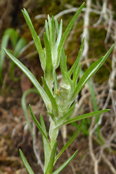 Narrow-leaved Cudweed