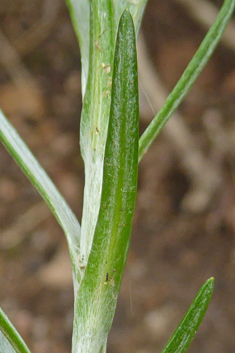 Narrow-leaved Cudweed